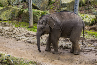 可爱的少年亚洲<strong>大象</strong>特写镜头肖像<strong>大象</strong>小腿濒临灭绝的动物亚洲