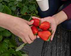 孩子母亲的手持有草莓农场
