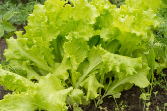 年轻的生菜叶子床上日益增长的蔬菜开放地面概念有机健康的食物素食者饮食
