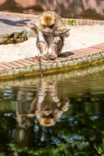巴巴莉短尾猿吃水