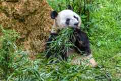 熊猫熊吃竹子