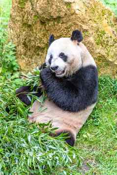 熊猫熊吃