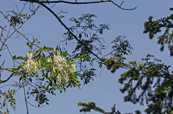 分支新鲜的布鲁姆金合欢树常见的蝗虫花公园
