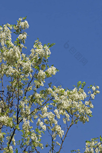 分支新鲜的布鲁姆金合欢树常见的<strong>蝗虫</strong>花公园