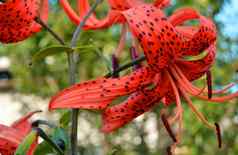 花俏的效果美丽的明亮的红色的花自然背景Cross-Processed老虎莉莉花