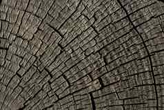 减少树树桩表面背景