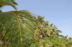 分支机构棕榈树蓝色的天空背景