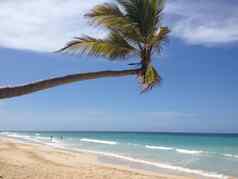 美丽的热带海滩棕榈树海天堂