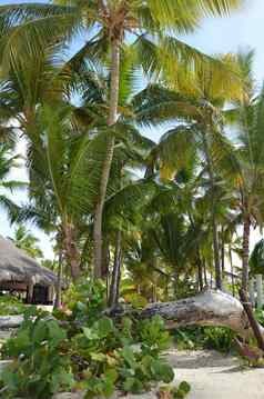 异国情调的热带海滩平房棕榈树