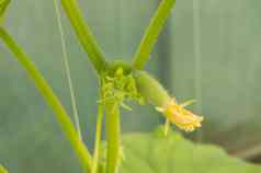 年轻的植物绿色黄瓜花挂分支