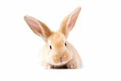 红色的毛茸茸的兔子标志孤立的白色使用