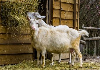 白色牛奶山羊受欢迎的荷兰混合动力品种山羊吃有农场动物喂养