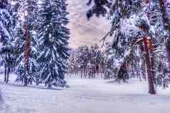 圣诞节冬天景观云杉松树覆盖雪