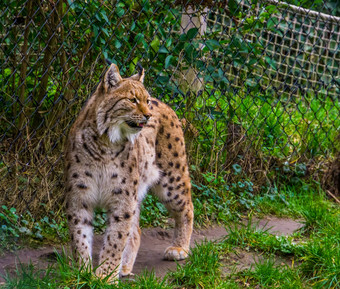 特写镜头欧亚猞猁站草揭示牙齿野生猫欧亚大陆