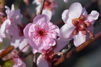 purple-leafed<strong>李子</strong>