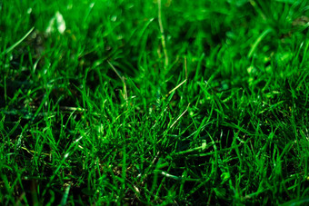 绿色新鲜的草象征新鲜自然亮度色调颜色特写镜头视图