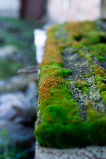 <strong>色调绿</strong>色莫斯木板凳上表面湿木软莫斯模糊背景软焦点