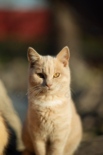 桃子<strong>颜色</strong>猫不同的<strong>颜色</strong>眼睛模糊背景奇怪的<strong>颜色</strong>眼睛