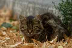 喜怒无常的无家可归的人小猫谎言干秋天叶子