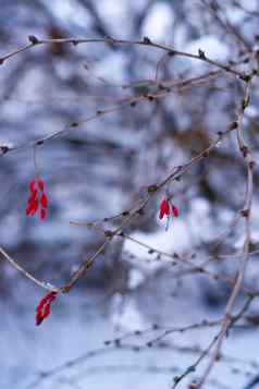 红色的浆果分支白色雪森林模糊背景照片