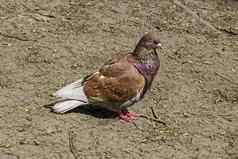 鸽子在哪里鸽属利维亚组合成的羽毛不动土地花园南公园