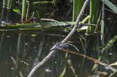 蓝色的蜻蜓蜻蜓目干草场南公园