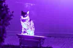 有趣的猫住紫色的霓虹灯光