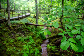森林绿色叶子桥