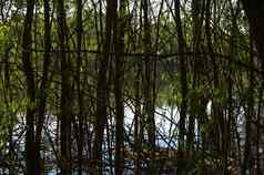 视图河柳树树干日益增长的直水图片温暖的春天一天