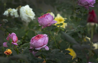 美丽的这次又粉红色的玫瑰花特写镜头