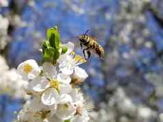 蜜蜂苍蝇白色花盛开的苹果树相机嗜酸apimellifera