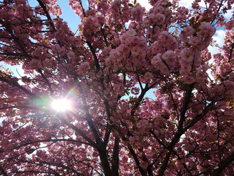 粉红色的樱桃开花花花瓣树盛开的太阳