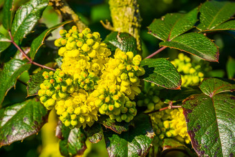 集群小黄色的花布鲁姆宏特写镜头俄勒冈州葡萄植物受欢迎的热带植物花园