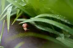 蜗牛院子里雨绿色草大露水滴