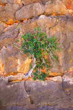 树日益增长的悬崖馒头馒头喉咙干季节角范围国家公园澳大利亚