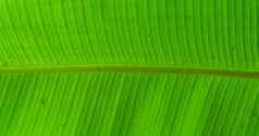 宏特写镜头香蕉植物叶受欢迎的热带水果轴承植物自然背景
