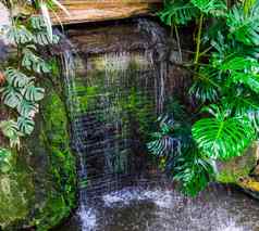 大瀑布花园绿色叶子热带花园体系结构