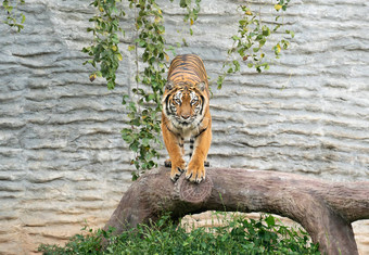 孟加拉老虎动物园