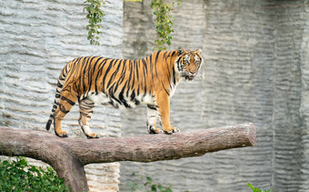 孟加拉<strong>老虎</strong>动物园