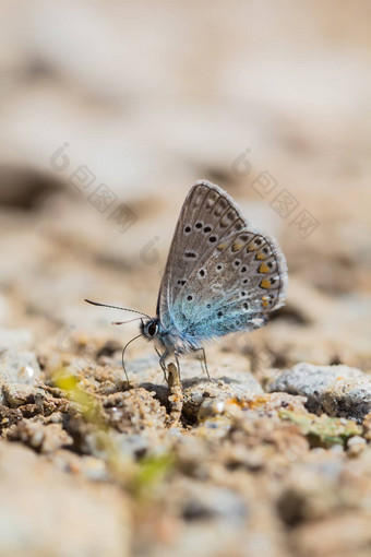 蝴蝶蓝色的翅膀坐在地面