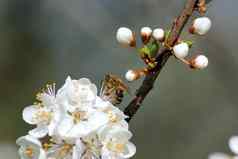 蜜蜂收集花蜜花白色盛开的苹果嗜酸apimellifera