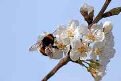 熊蜜蜂收集花蜜盛开的苹果树