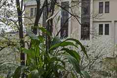 白色和平莉莉Spathiphyllum耳蜗春天盛开的花园背景