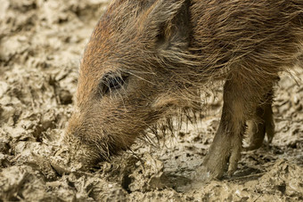野猪食物湿泥