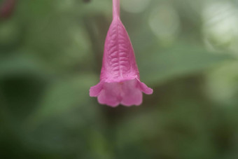 紫色的彩色的花<strong>雨</strong>滴