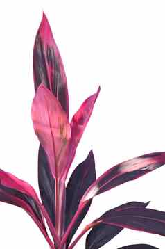 玉米植物的明亮的叶红色的条纹龙血树属植物桂花