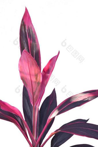 玉米植物的明亮的叶红色的条纹龙血树属植物<strong>桂花</strong>