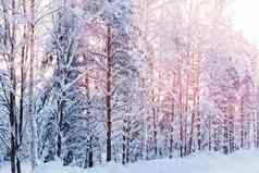 冬天景观白雪覆盖的树路射线日落