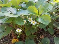 草莓植物白色花绿色叶子