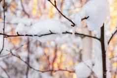 冻下降雪分支布什雪背景日落光